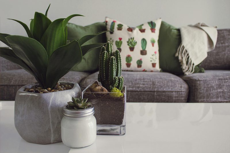 various potted plants on coffee table